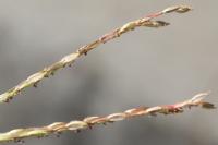 Digitaria sanguinalis