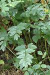 Pimpinella major