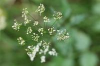 Pimpinella major