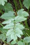 Pimpinella major