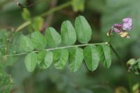 Vicia sepium