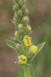 Verbascum densiflorum