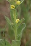 Verbascum densiflorum