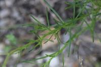 Senecio inaequidens