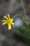 Senecio inaequidens