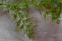 Utricularia neglecta