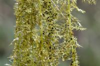 Utricularia neglecta