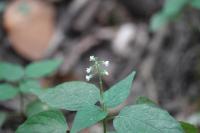 Circaea lutetiana