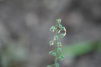 Circaea lutetiana