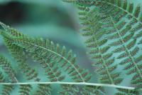 Athyrium filix-femina
