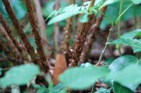 Athyrium filix-femina