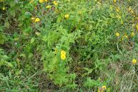 Pulicaria dysenterica