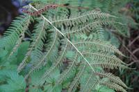Athyrium filix-femina