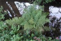 Athyrium filix-femina