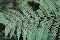 Athyrium filix-femina