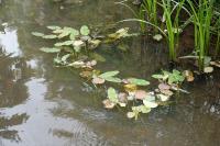 Potamogeton natans