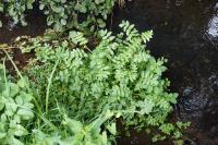 Helosciadium nodiflorum