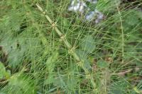 Equisetum telmateia