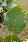 Tilia cordata