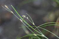 Carex remota
