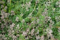Thymus praecox