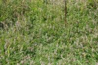 Thymus praecox
