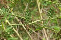 Galega officinalis