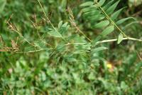 Galega officinalis