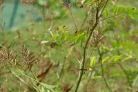 Galega officinalis