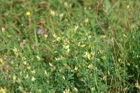 Medicago sativa