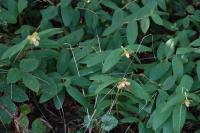 Hypericum calycinum
