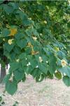 Tilia platyphyllos
