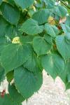 Tilia platyphyllos