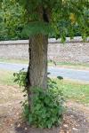 Tilia platyphyllos