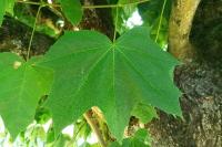 Acer platanoides