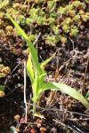 Zea mays