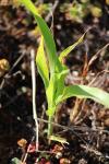 Zea mays