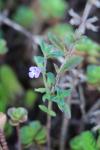 Ziziphora acinos