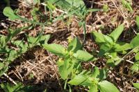 Mercurialis perennis