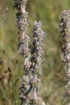 Stachys germanica