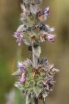 Stachys germanica