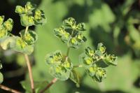 Euphorbia helioscopia