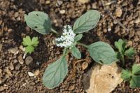 Heliotropium europaeum