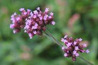 Verbena bonariensis