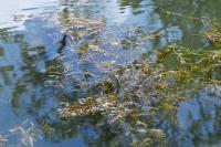 Potamogeton crispus