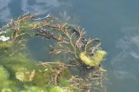 Potamogeton crispus