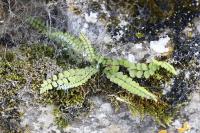 Asplenium trichomanes