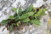 Asplenium ceterach