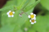 Galinsoga quadriradiata