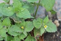 Galinsoga quadriradiata